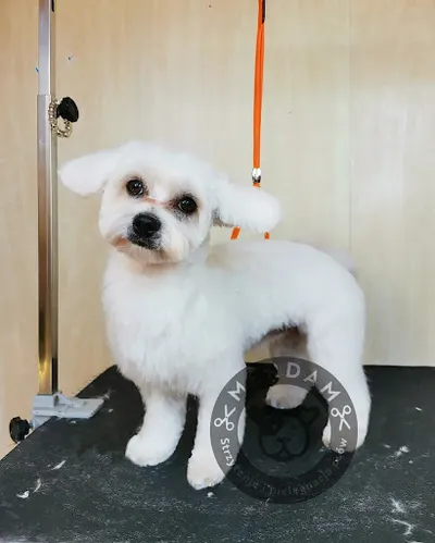 MERDAM - salon strzyżenia i pielęgnacji psów Przemyśl